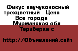 Фикус каучуконосный трехцветный › Цена ­ 500 - Все города  »    . Мурманская обл.,Териберка с.